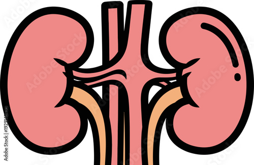 Simplified vector art of the human kidneys, showing two bean-shaped organs in coral pink with yellow accents and black outlines.