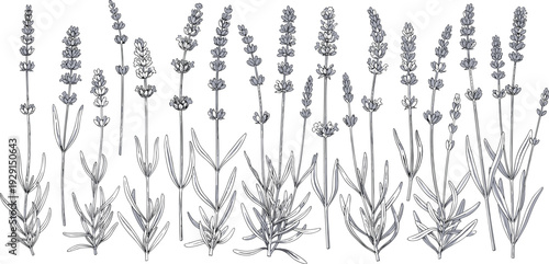 Lavender Botanical Hand Drawn Vector Set with Detailed Floral Sprigs for Aromatherapy, Natural Cosmetics, Wedding Decoration, and Vintage Herb Design.