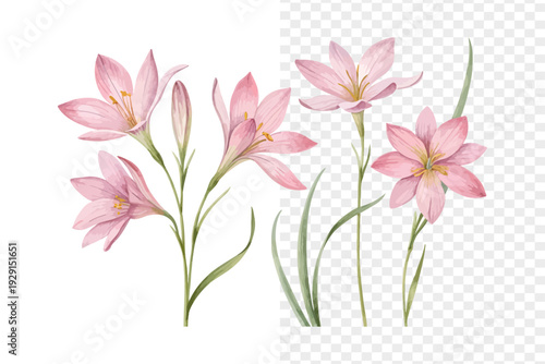 Pink Rain Lily Watercolor Bloom, Delicate Garden Botanical Illustration Isolated on White
