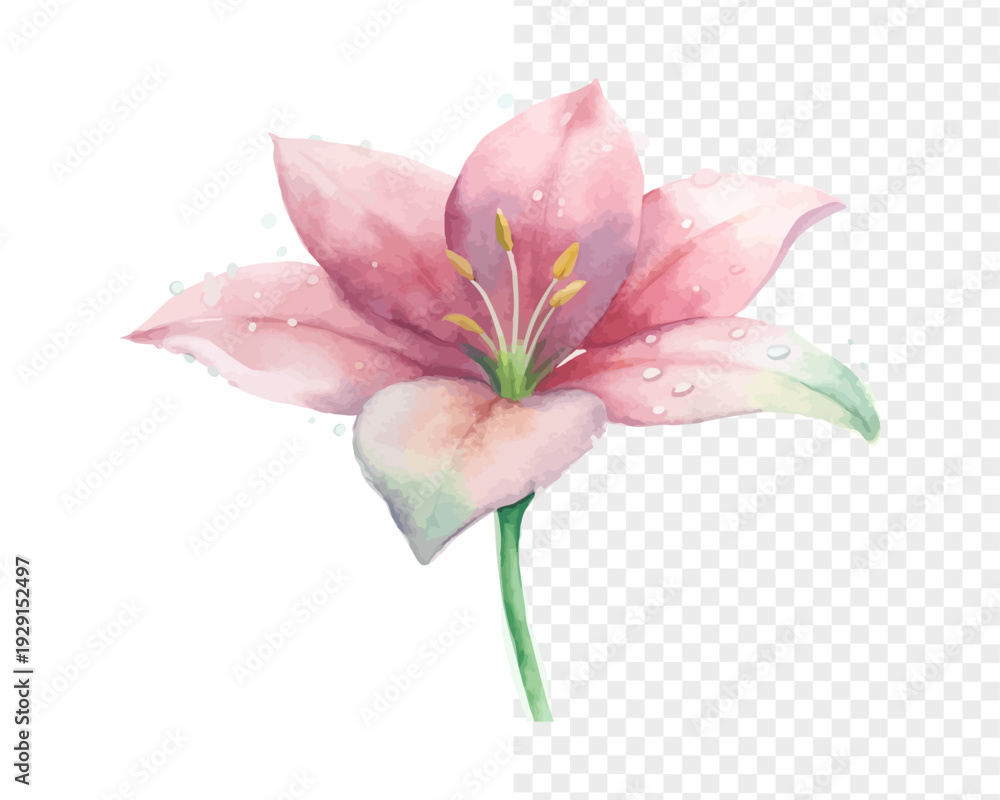 Obraz premium Watercolor Zephyranthes Rain Lily Illustration, Pink Floral Art, vector isolated on white background