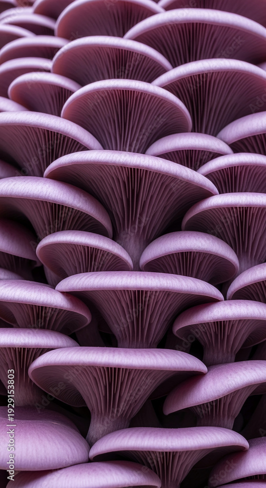Obraz premium Close-up of many purple mushrooms stacked. It creates repetitive organic pattern, representing nature, fungal growth and edible resource
