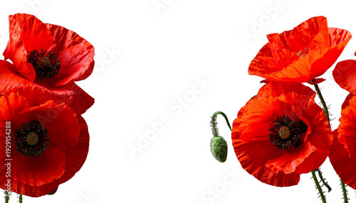 Red poppies on a white background