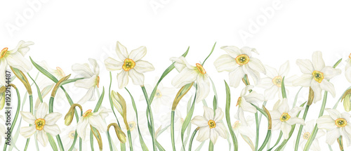 Watercolor Daffodils seamless horizontal banner on isolated background. Hand drawn spring white narcissus flowers in blossom Floral pattern for Easter textile, kitchen decor, web design.