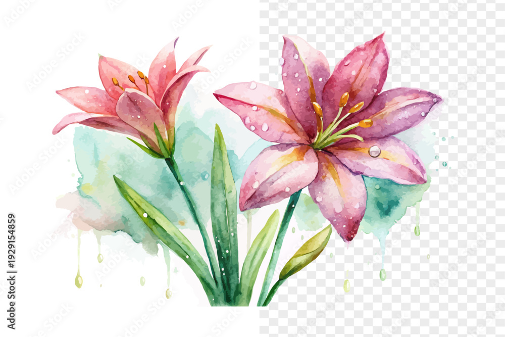 Fototapeta premium Pink Rain Lily Watercolor Bloom, Delicate Garden Botanical Illustration Isolated on White