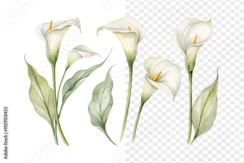 set of Watercolor Zantedeschia Calla Lily, Elegant Floral Art, vector illustration isolated on white background