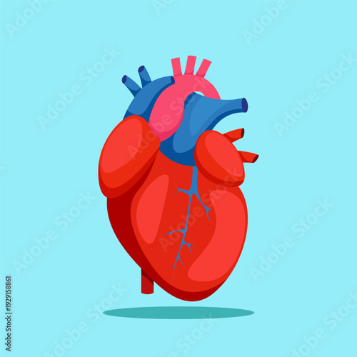 Human Heart Anatomy Vector Illustration in Flat Design Style