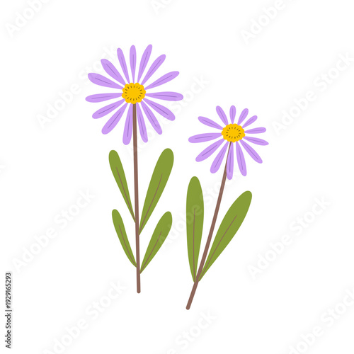Mountain aster flower clipart. Delicate daisy wildflower hand drawn vector illustration. Botanical spring summer nature element. Seasonal flat floral blossom for garden wedding or Easter.