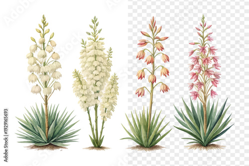 set of Watercolor Yucca Flower Art, Desert Botanical vector  Illustration isolated on white background