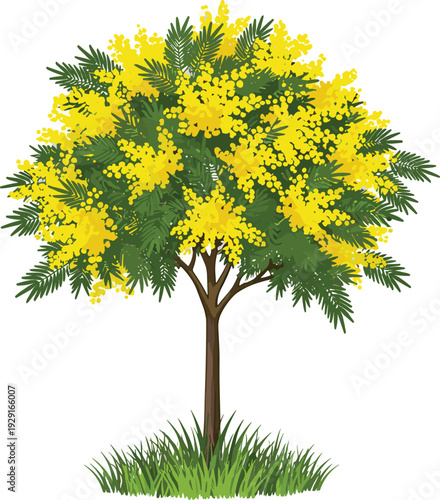 Yellow flowering mimosa tree illustration with green leaves and grass isolated on white background for nature spring and summer design