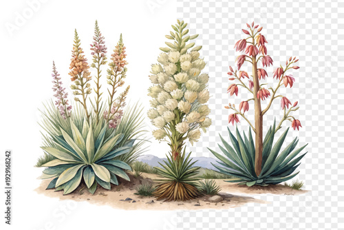 Watercolor Yucca Flower Art, Desert Botanical vector  Illustration isolated on white background