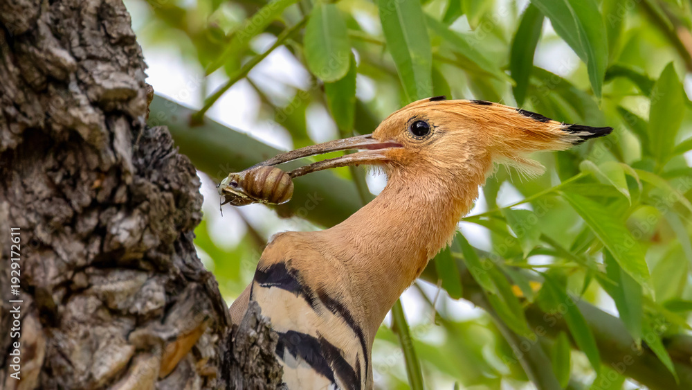 Obraz premium Eurasian Hoopoe