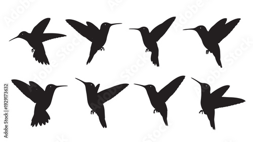 Hummingbirds flying silhouette set with multiple wing positions, black vector birds isolated on white for nature design