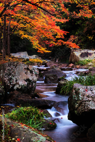 Quadro su tela 紅葉と渓流