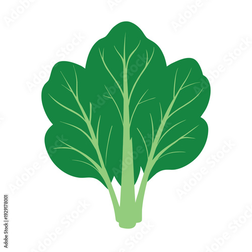 Fresh green lettuce isolated on white background surrounded by leaves and nature elements
