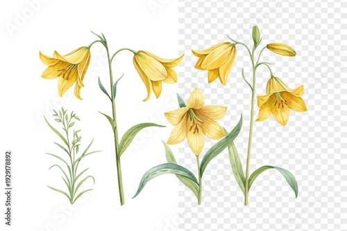 Watercolor Yellow Trumpet Flower, Vibrant Tropical Garden Vector Isolated on White