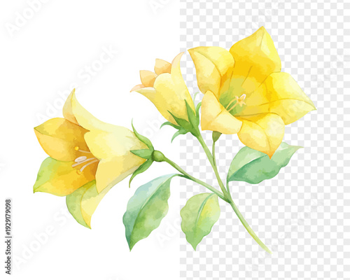Yellow Bells Watercolor Bloom, Tecoma Stans Tropical Floral Illustration Isolated on White