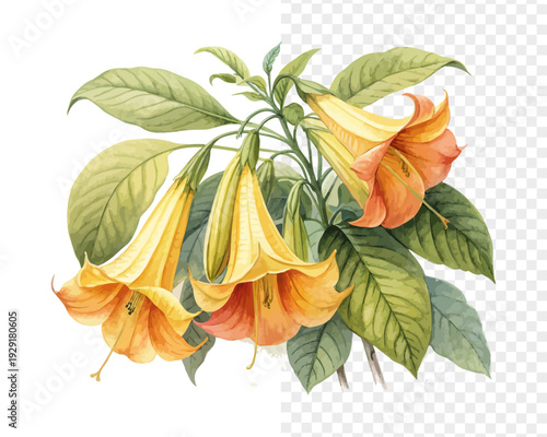 Watercolor Yellow Bells Flower, Tropical Botanical Art, vector illustration isolated on white background
