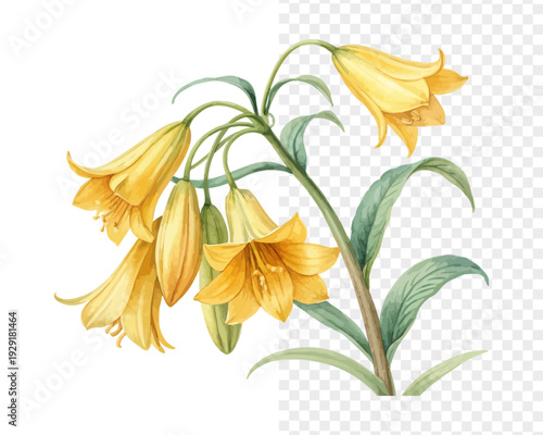 Watercolor Yellow Bells Flower, Tropical Botanical Art, isolated on white background