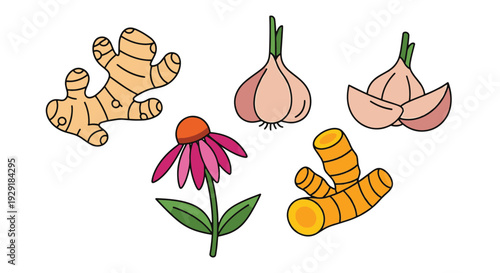 Immune Herb Line art minimal bold color