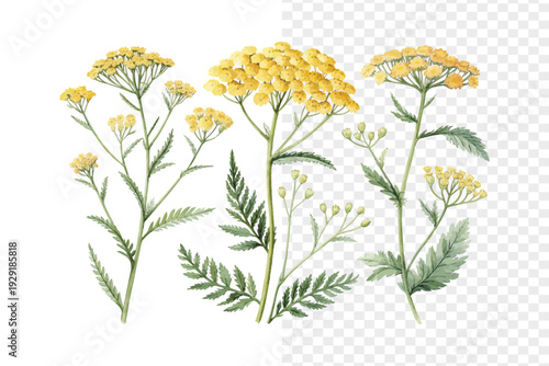 Yellow Yarrow Watercolor Bloom, Achillea Wildflower Botanical Illustration Isolated on White
