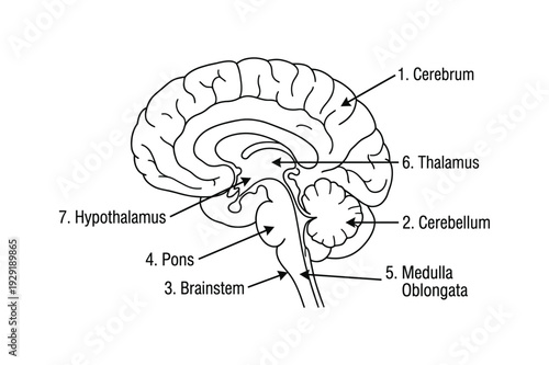 Labeled Human Brain Anatomy Diagram