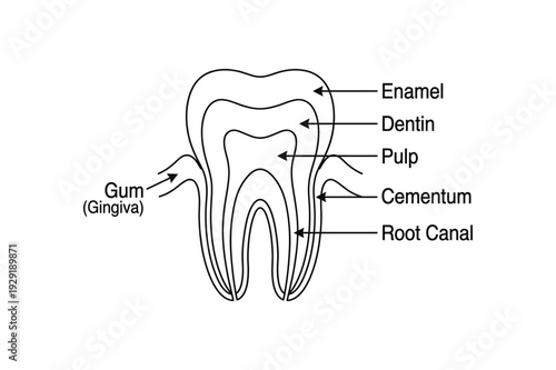 Human Tooth Anatomy Labeled Diagram