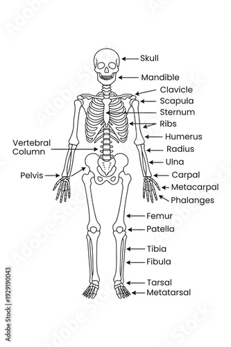 Labeled Human Skeleton Anatomy Diagram