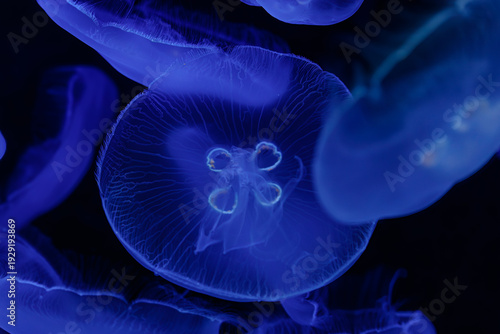 Smoothly floating jellyfish on a dark background