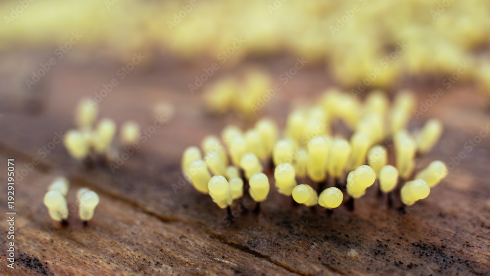 Αυτοκόλλητο Tiny yellow slime mold fruiting bodies emerging on decaying wood