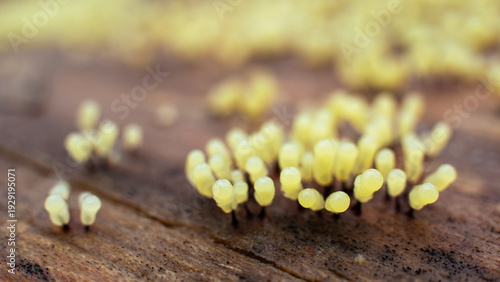 Εκτύπωση καμβά Tiny yellow slime mold fruiting bodies emerging on decaying wood