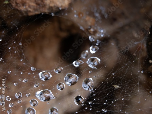 Foto Macro view of water droplets caught in fine spider silk threads