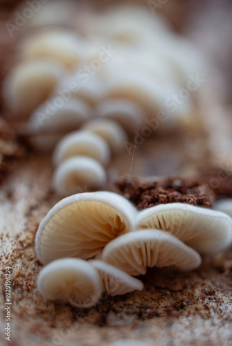 Obraz na plátně Macro photography of tiny white saprotrophic basidiomycetes with visible delicat