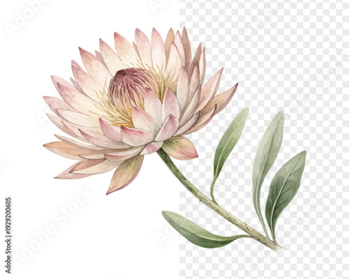 Watercolor Xeranthemum Flower Art, Dried Floral Botanical isolated on white background