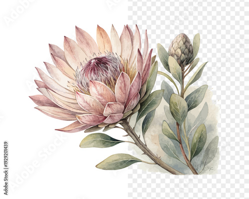 Xeranthemum Watercolor Bloom, Rustic Dried Flower Botanical Illustration Isolated on White