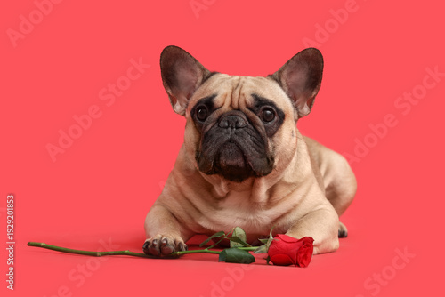 Cute French bulldog with ro...