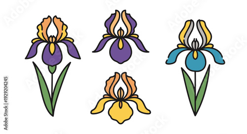 Iris Line art vector bold creative color illustration