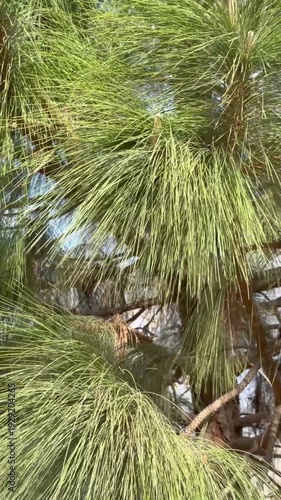 Pine Tree Needles Swaying in Wind Close Up