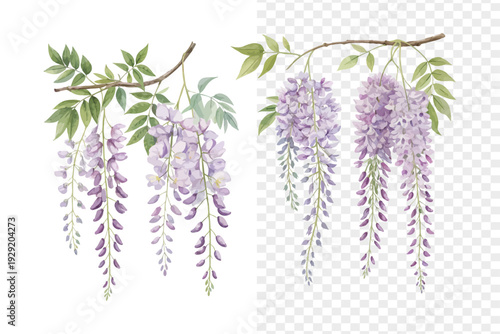Purple Wisteria Watercolor Bloom, Cascading Spring Floral Illustration Isolated on White