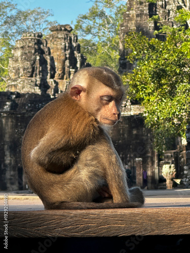 Curious Monkey Sitting on Temple Ruins at Angkor Wat, Cambodia