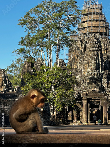 Curious Monkey Sitting on Temple Ruins at Angkor Wat, Cambodia