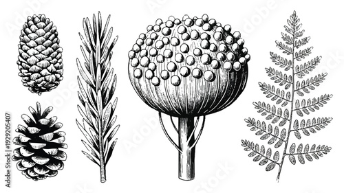 black and white illustration of various plants and flowers