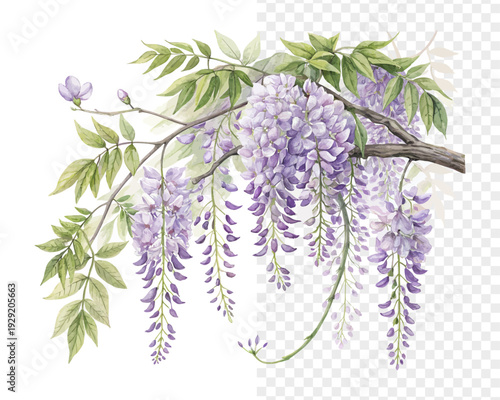 Watercolor Wisteria Hanging Flower, Soft Purple Botanical Clipart, vector illustration isolated on white background