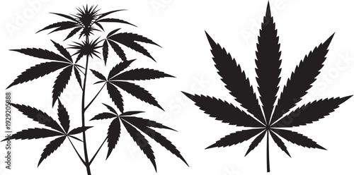 Cannabis Plant Silhouette Set – Marijuana Leaf Illustration. Cannabis Plant and Marijuana Leaf Silhouette Vector Set
