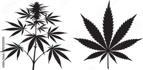 Cannabis Plant Silhouette Set – Marijuana Leaf Illustration. Cannabis Plant and Marijuana Leaf Silhouette Vector Set