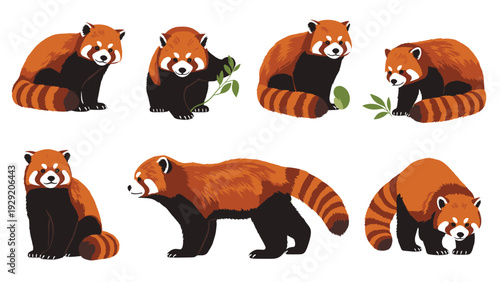 Collection of cute red panda characters shown in various poses including walking sitting and eating bamboo leaves on white background.