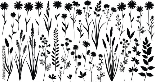 Botanical wildflower and meadow plant silhouettes collection for natural herbal illustration, floral design elements, botanical pattern creation, garden 