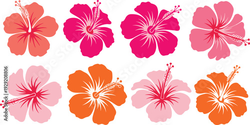 Colorful hibiscus flower collection with pink orange and red tropical blossoms isolated on white background for summer island vacation designs,