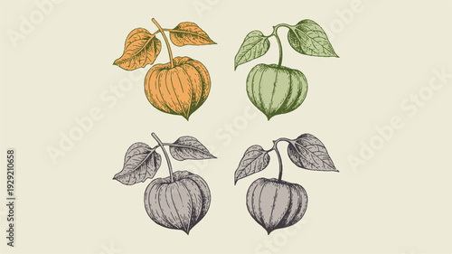 ground cherries with leaves illustration