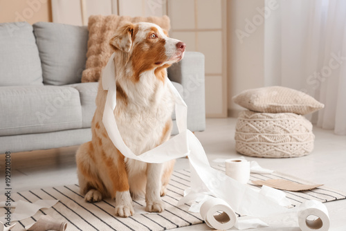 Naughty dog with mess playi...