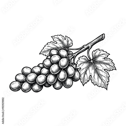 Detailed etching style illustration of a ripe bunch of green grapes with leaves.